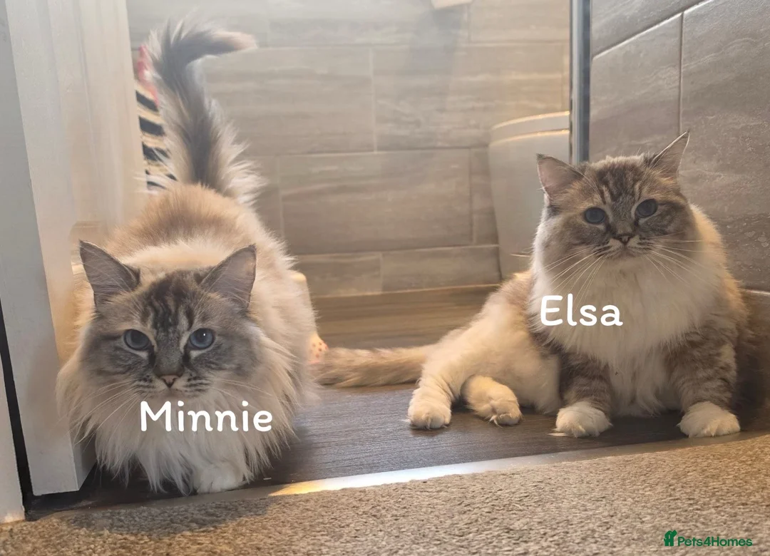 Ragdoll cats for adoption: Meet beautiful Elsa & Minnie - Ragdoll Ladies in Northwich - Advert 1