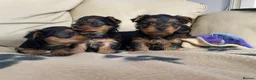 Yorkshire Terrier dogs for sale: Miniature Yorkshire Terrier Pups - Advert 14