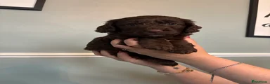 Mixed Breed 3