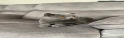British Shorthair cats for sale: British shorthaired kittens for sale British blues - Advert 8