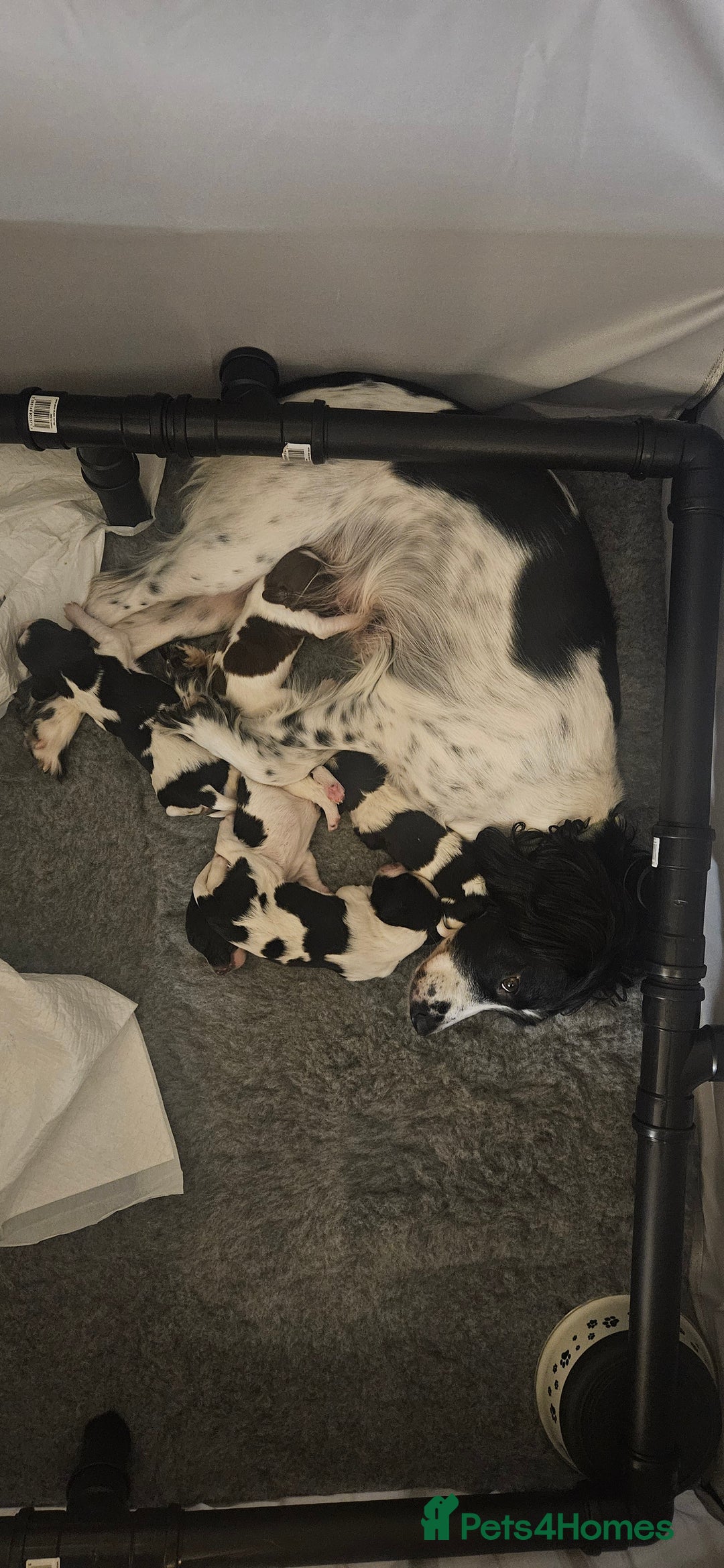 English Springer Spaniel dogs for sale: ✨ KC Registered Springer Spaniel Puppies ✨ - Advert 10