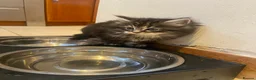 Mixed Breed cats for sale: Maine Coon/Siberian Mix Kittens - Advert 4