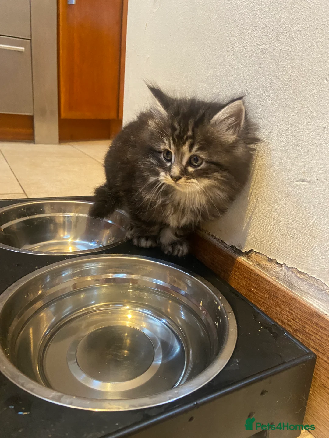 Mixed Breed cats for sale: Maine Coon/Siberian Mix Kittens - Advert 4