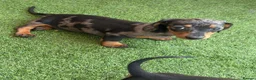 Miniature Dachshund dogs for sale: ⭐️Reduced⭐️6 beautiful miniature dachshund  - Advert 16