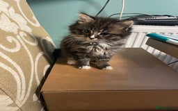 Mixed Breed cats for sale: X1 male kitten  - Image 3
