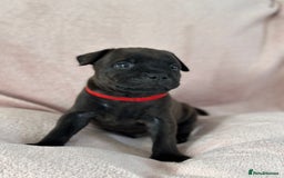 Staffordshire Bull Terrier dogs for sale: 🩷🩷🩷🩵Beautiful blue brindle Staffy pups🩷🩷🩷🩵 - Image 3