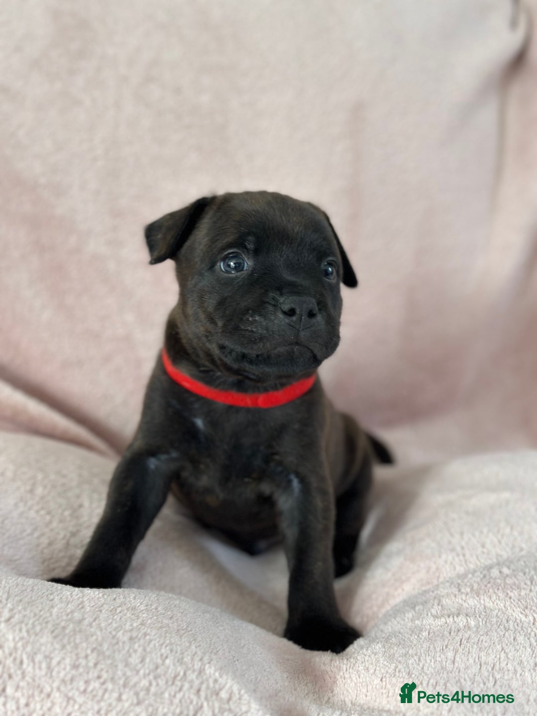 Staffordshire Bull Terrier dogs for sale: 🩷🩷🩷🩵Beautiful blue brindle Staffy pups🩷🩷🩷🩵 - Image 3