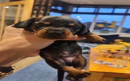 Miniature Dachshund dogs for sale: Smoth miniature dachshunds - Image 1