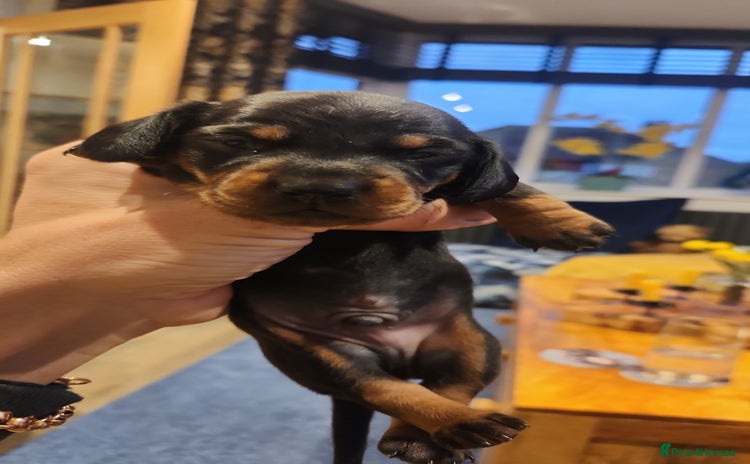 Miniature Dachshund dogs - Advert 10