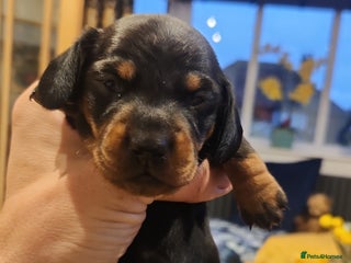 Miniature Dachshund dogs - Advert 2