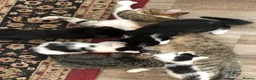 Mixed Breed cats for sale: Kittens for sale  - Advert 1