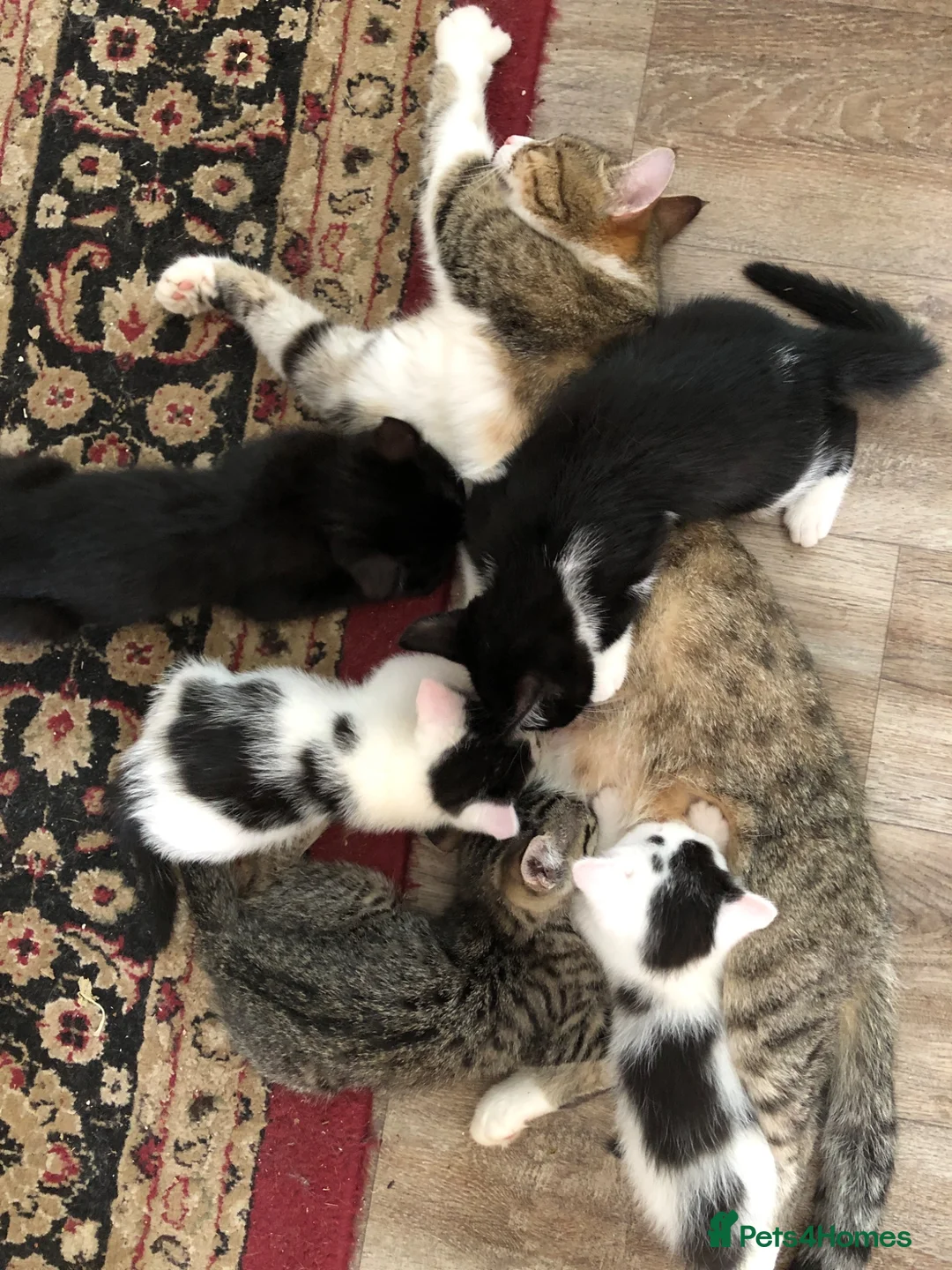 Mixed Breed cats for sale: Kittens for sale  - Advert 1