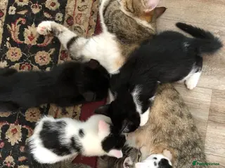Mixed Breed cats Kittens for sale - Advert 14