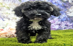 Cockapoo dogs for sale: READY NOW !! sable & brindle tri colour cockapoos - Image 12