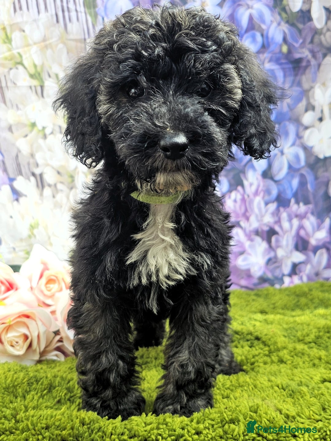 Cockapoo dogs for sale: READY NOW !! sable & brindle tri colour cockapoos - Image 12