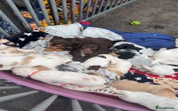 Cocker Spaniel dogs for sale: Working cocker spainel puppies  - Advert 15