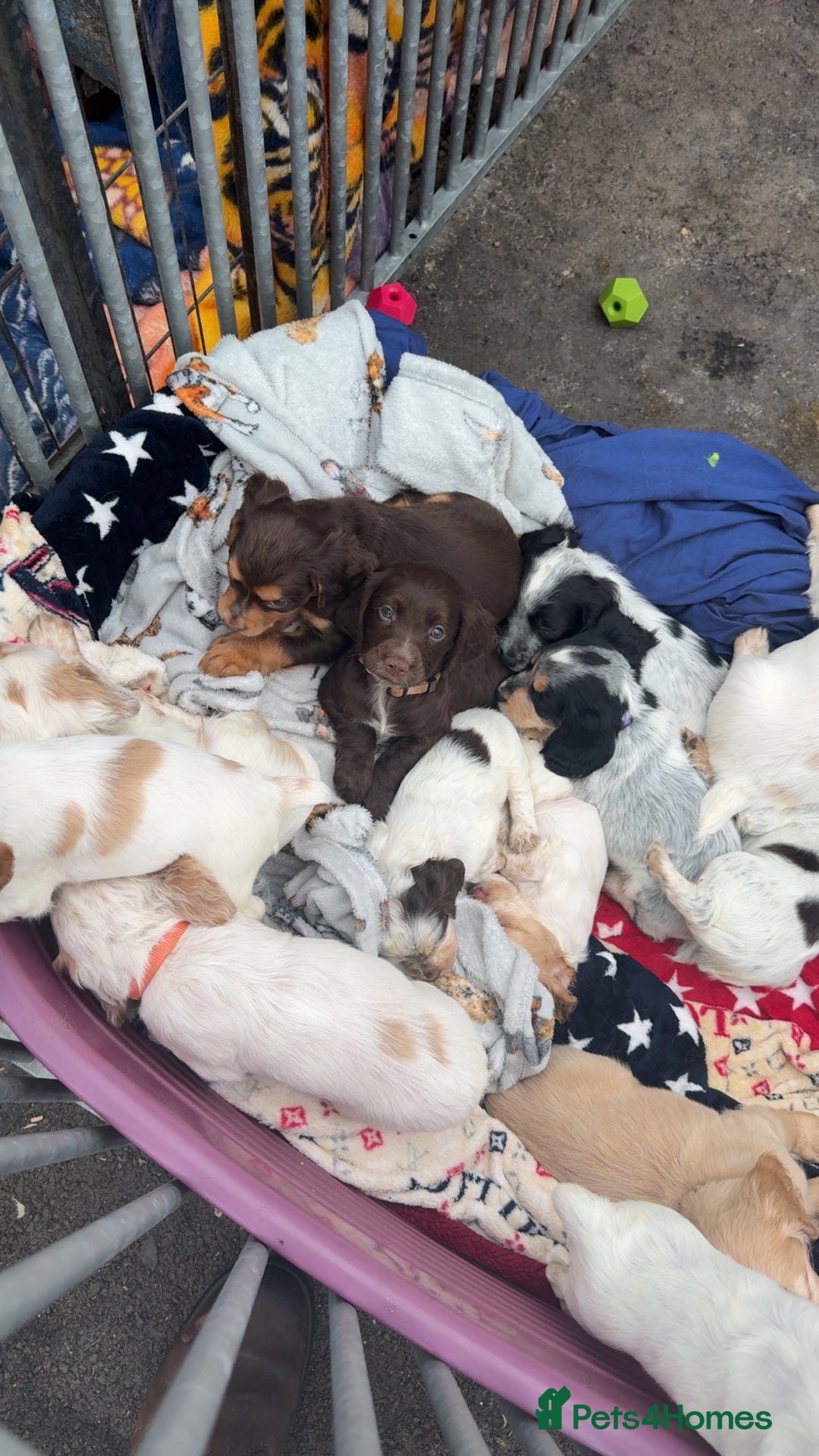 Cocker Spaniel dogs for sale: Working cocker spainel puppies  - Advert 15