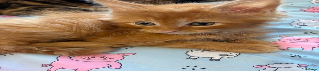 Maine Coon Kitten 1