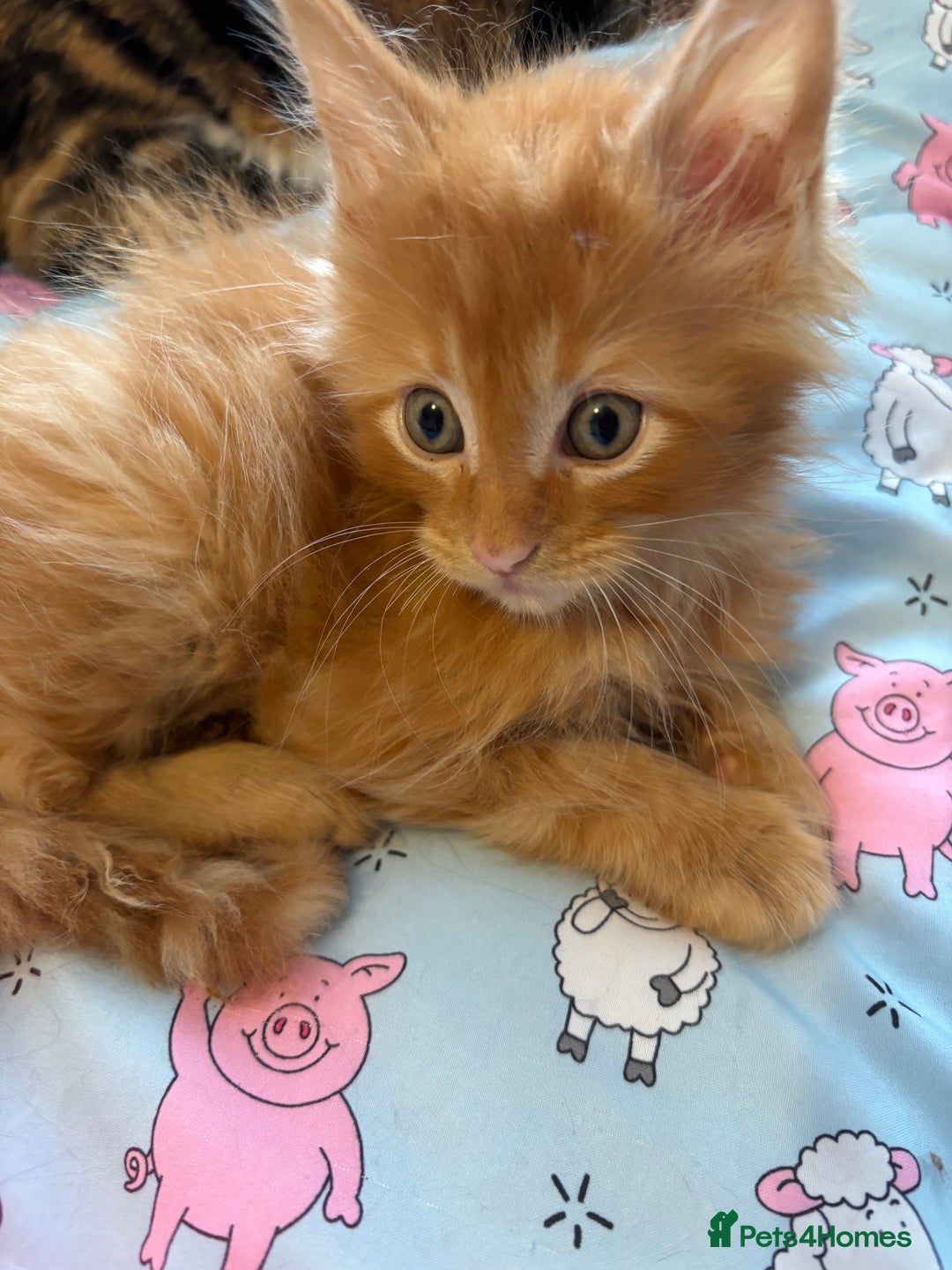Maine Coon cats for sale: Ginger / tri colour pure Maine coon kittens  - Image 7