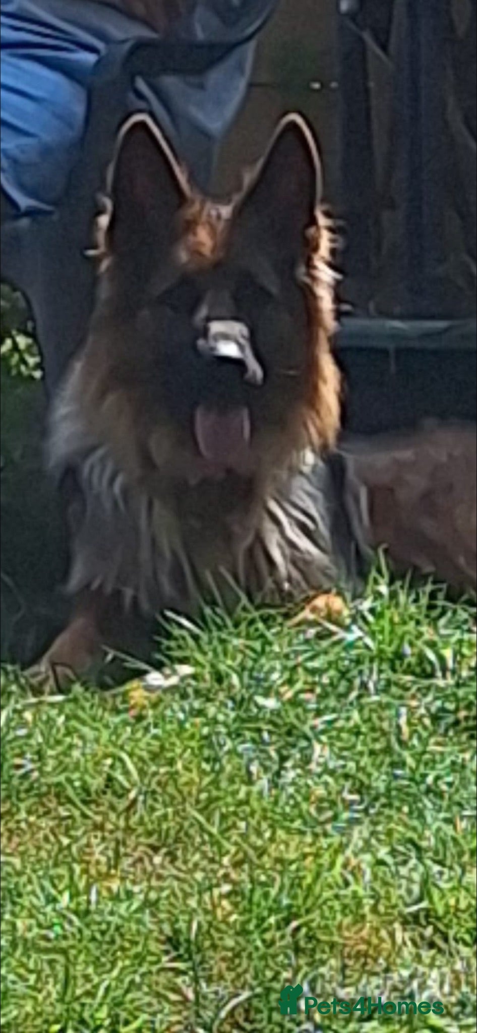 German Shepherd dogs gorgeous german shepherd  - Advert 4