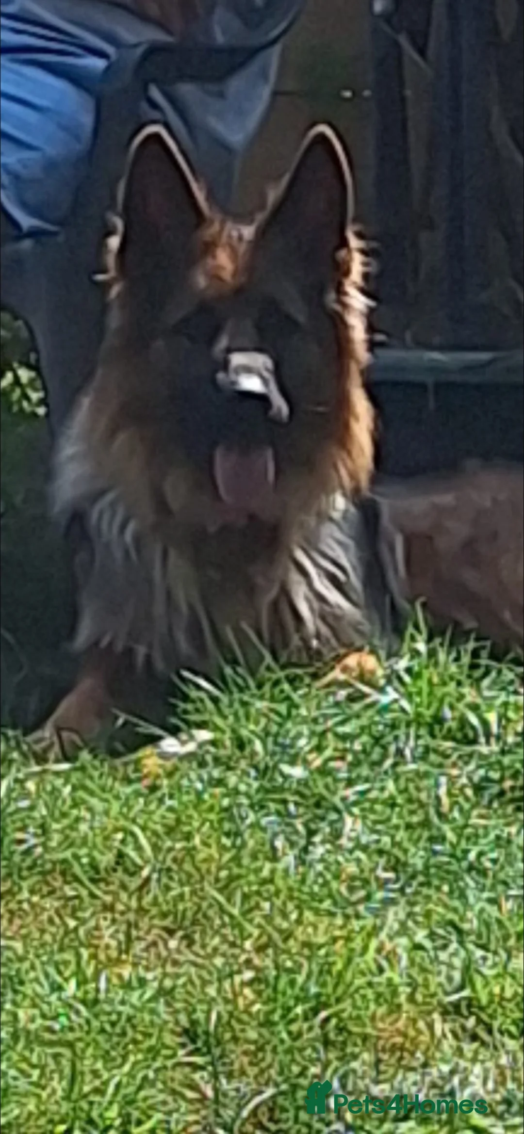 German Shepherd dogs for sale: gorgeous german shepherd  in Wellington - Advert 1