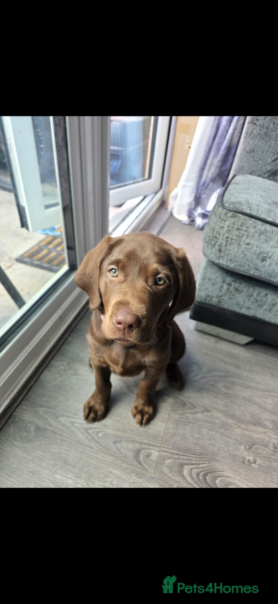 Labrador Retriever dogs Gorgeous Chocolate Labrador with green eyes - Advert 1