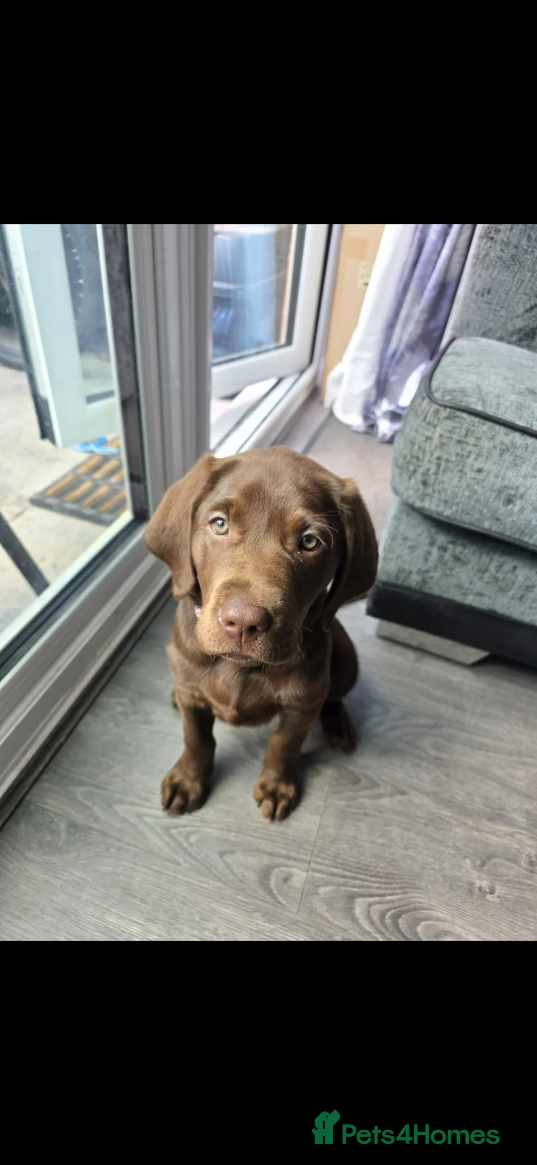 Labrador Retriever dogs for sale: Gorgeous Chocolate Labrador with green eyes - Advert 1