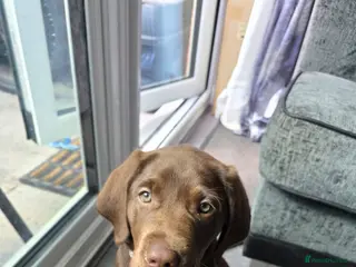 Labrador Retriever dogs Gorgeous Chocolate Labrador with green eyes - Advert 1