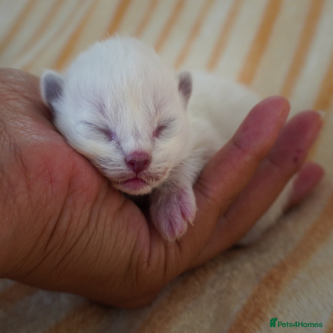 Ragdoll cats for sale: From Our Hearts to Yours – Ragdoll Kittens 💕 - Image 6