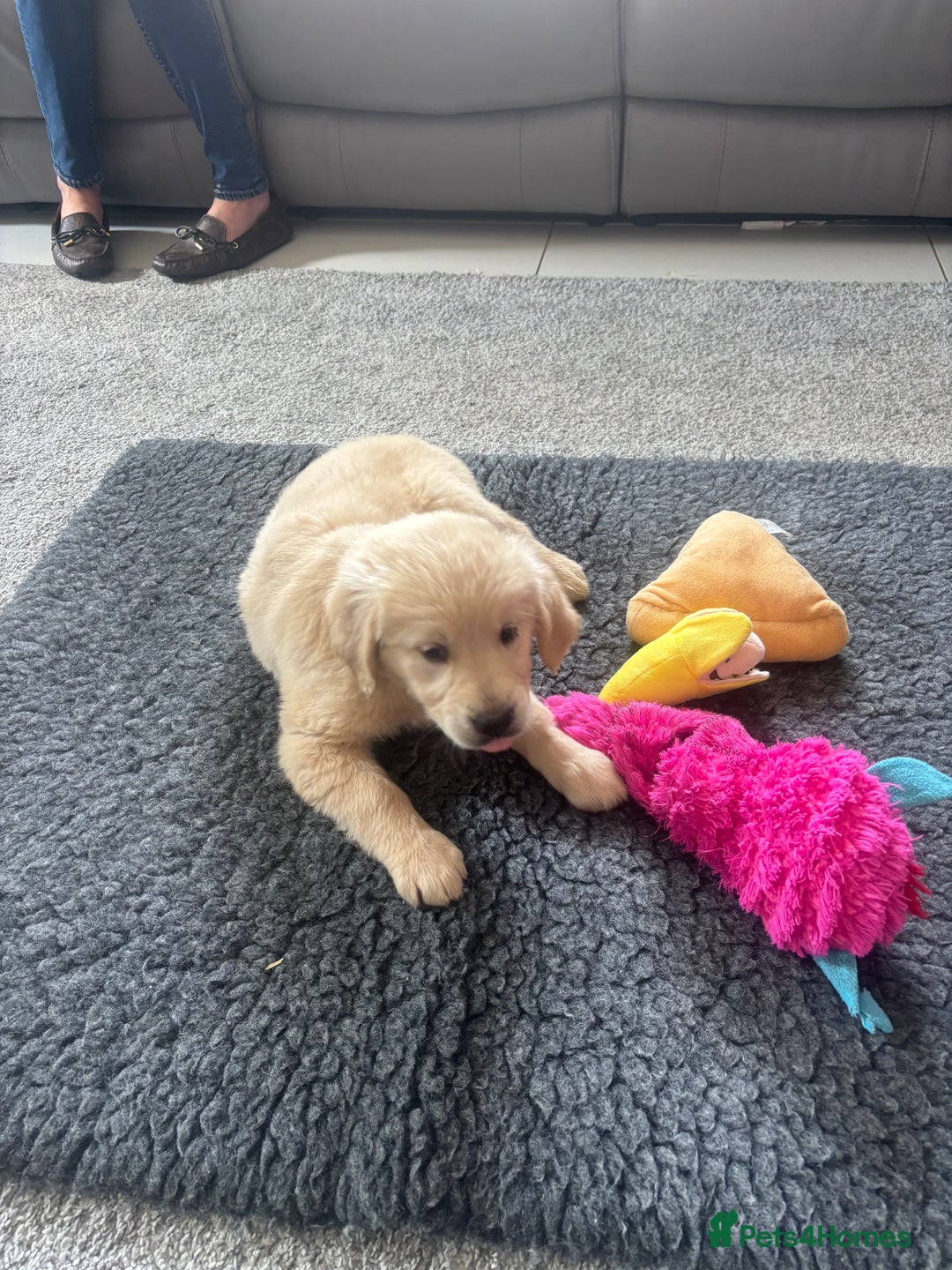 Golden Retriever dogs for sale: Beautiful Golden Retriever puppies - Image 24