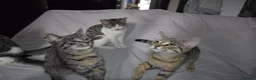 Mixed Breed cats for sale: 6 kittens desperately looking for a forever home - Advert 34