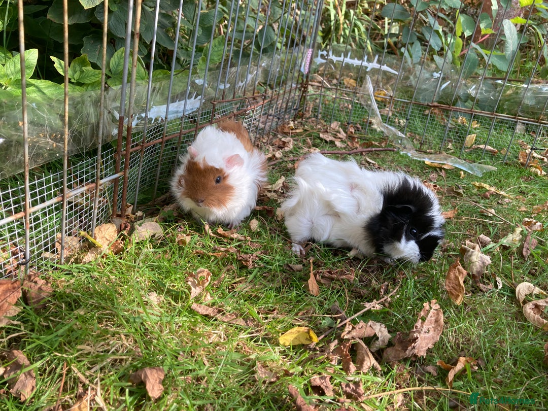 Guinea Pig rodents for sale: 2 male baby guinea pigs flitwick - Image 3