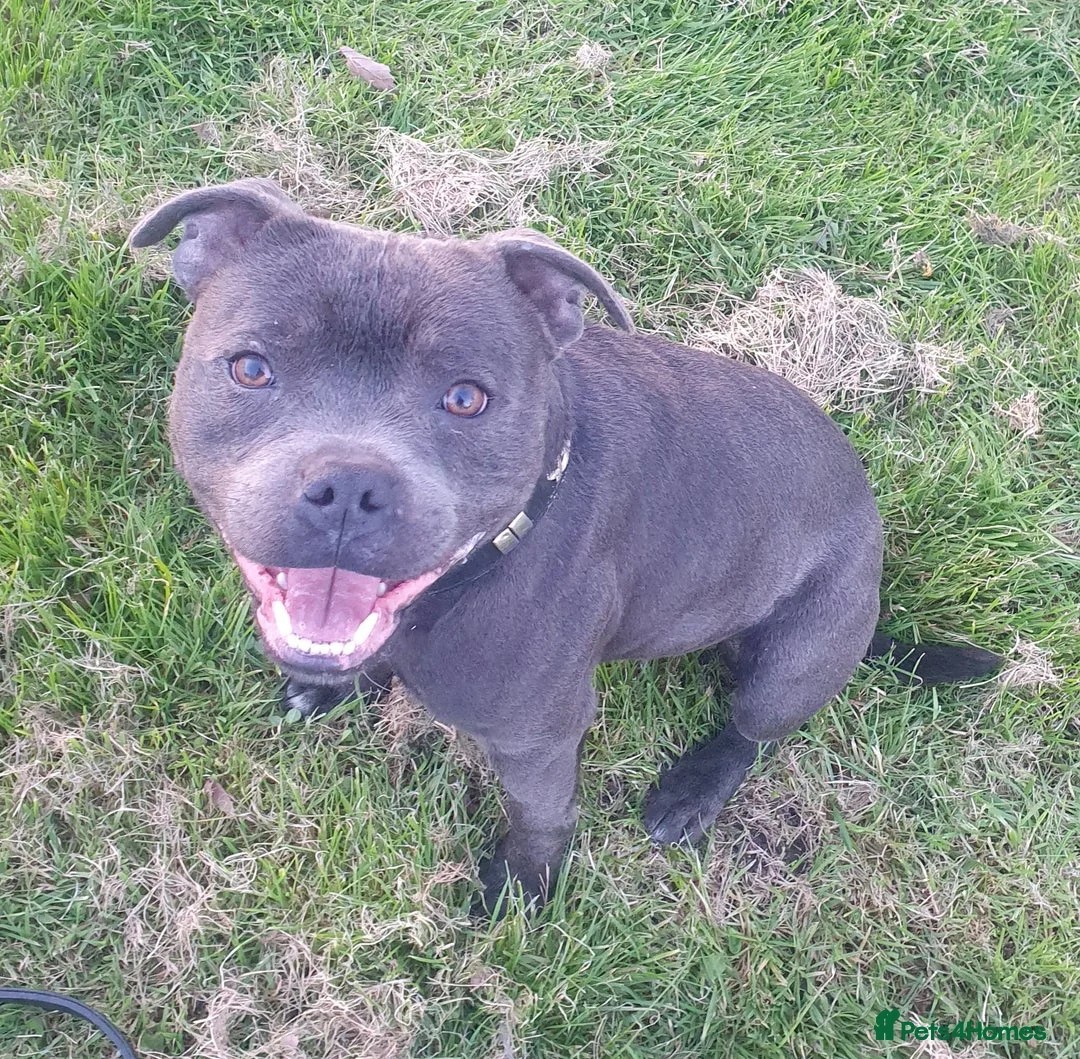Staffordshire Bull Terrier dogs for stud: **ROSCO**OUTSTANDING BLUE STUD! in Birmingham - Advert 17