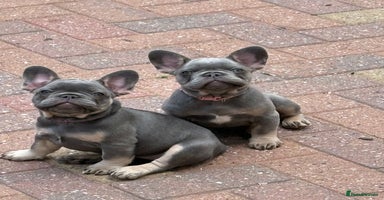 French Bulldog dogs - Advert 14