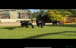 Labrador Retriever dogs for sale: Stunning litter of Black Labrador puppies  in Lydbury North - Image 15