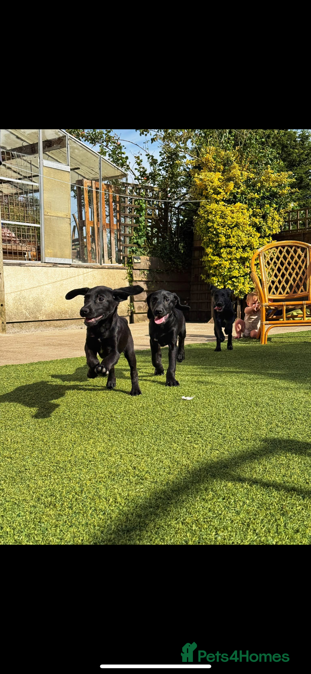 Labrador Retriever dogs for sale: Stunning litter of Black Labrador puppies  in Lydbury North - Image 15