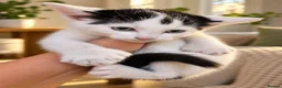 Mixed Breed cats for sale: Kittens looking for a home - Advert 4