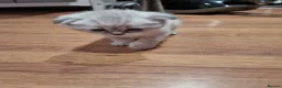 Scottish Fold cats for sale: Scottish Straight and Scottish Fold  - Advert 15