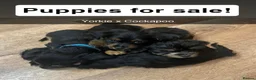 Mixed Breed dogs for sale: Yorkie × Cockapoo Puppies Looking for Loving Home - Advert 9