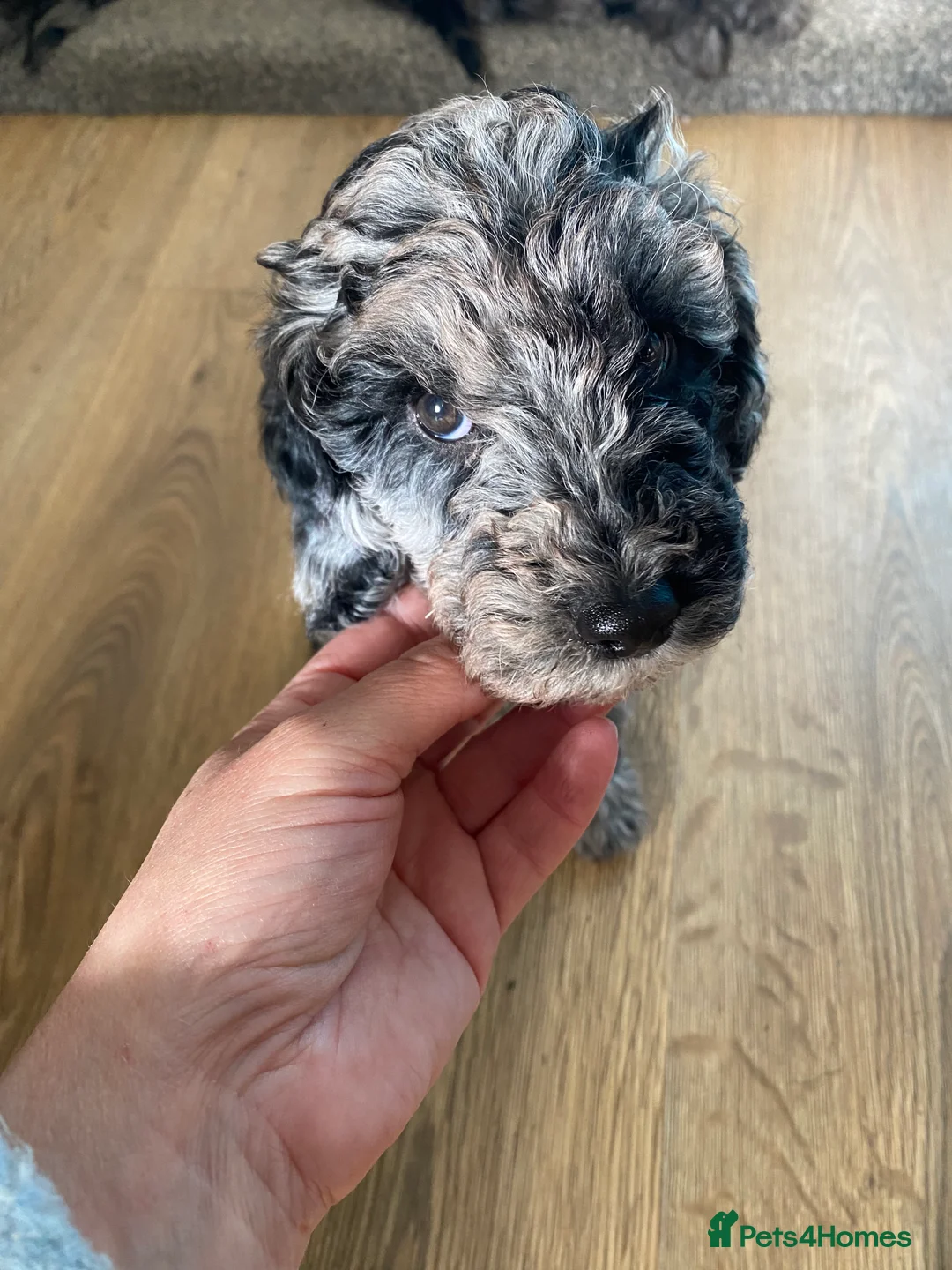 Cockapoo dogs for sale: Six Beautiful Merle Cockapoo Puppies - Advert 2