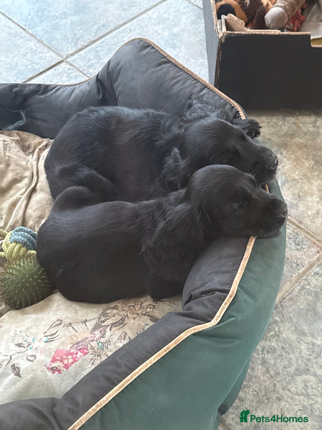 Cocker Spaniel dogs for sale: Show-type cocker spaniels - Image 1