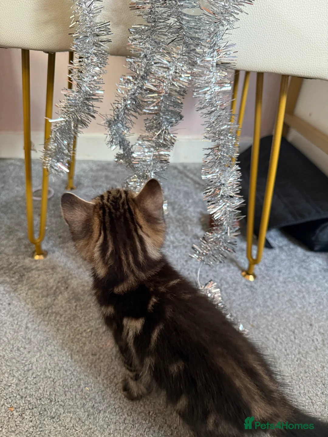 Domestic Shorthair cats for sale: 3 Male Kittens - Advert 2