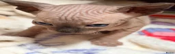 Sphynx cats for sale: Beautiful kittens sphinx  in Holsworthy - Advert 2