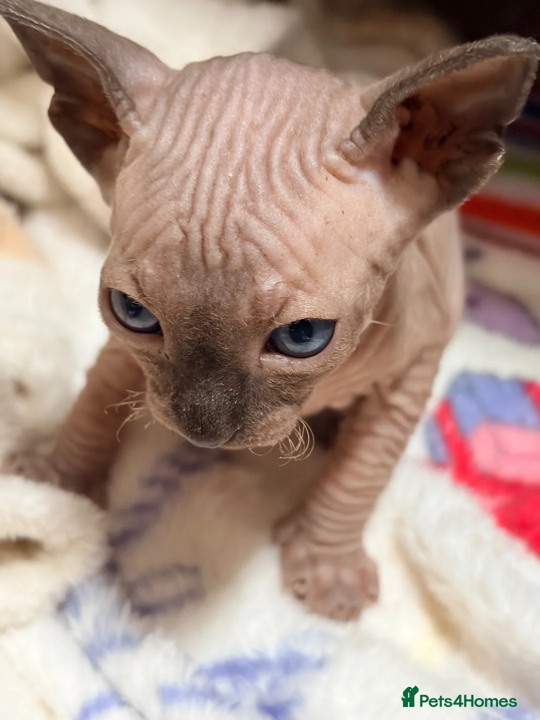 Sphynx cats for sale: Beautiful kittens sphinx  in Holsworthy - Advert 2