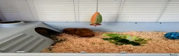 Guinea Pig rodents for sale: Guinea pigs for sale 2 males  in London - Advert 3