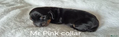 Mr Pink Collar Black/Tan