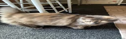 Mixed Breed cats for sale: My gorgeous 11 year old Patchy (female) cat - Advert 5