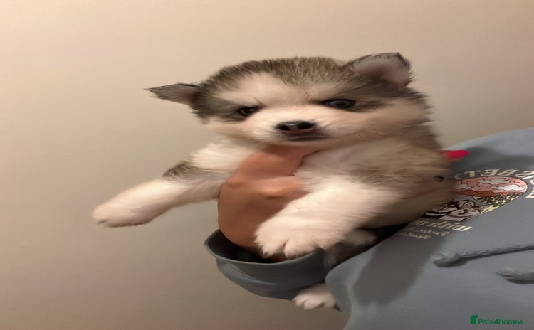 Pomsky dogs - Advert 1