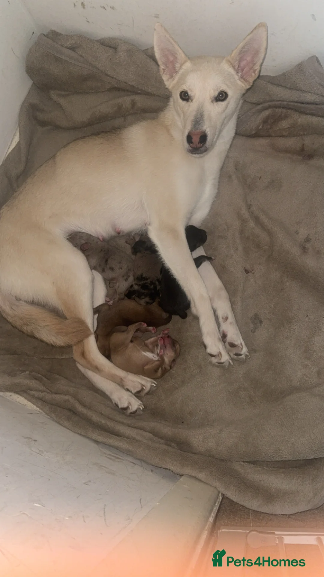 Mixed Breed dogs for sale: Staffy x husky puppies - Advert 14