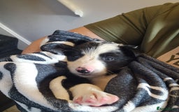 Mixed Breed dogs for sale: Working like border collie x Welsh collie - Image 5